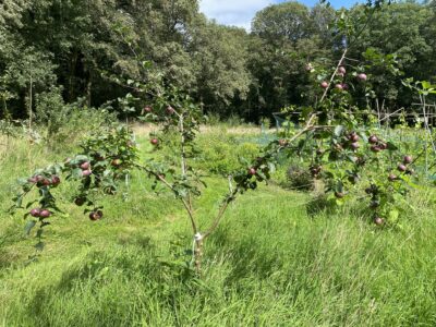Vruchtbomen in voedselrandbos
